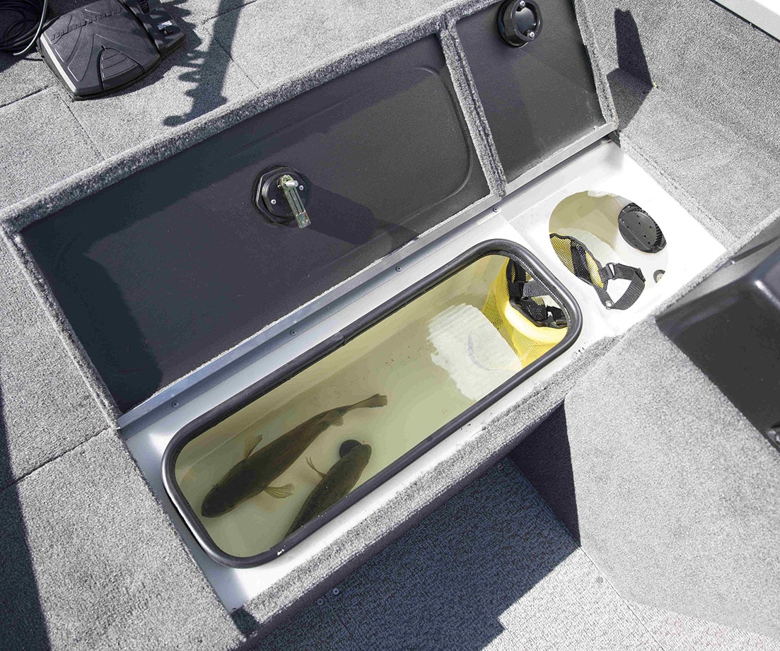 Fishes in livewell storage of multispecies Aluminum boat