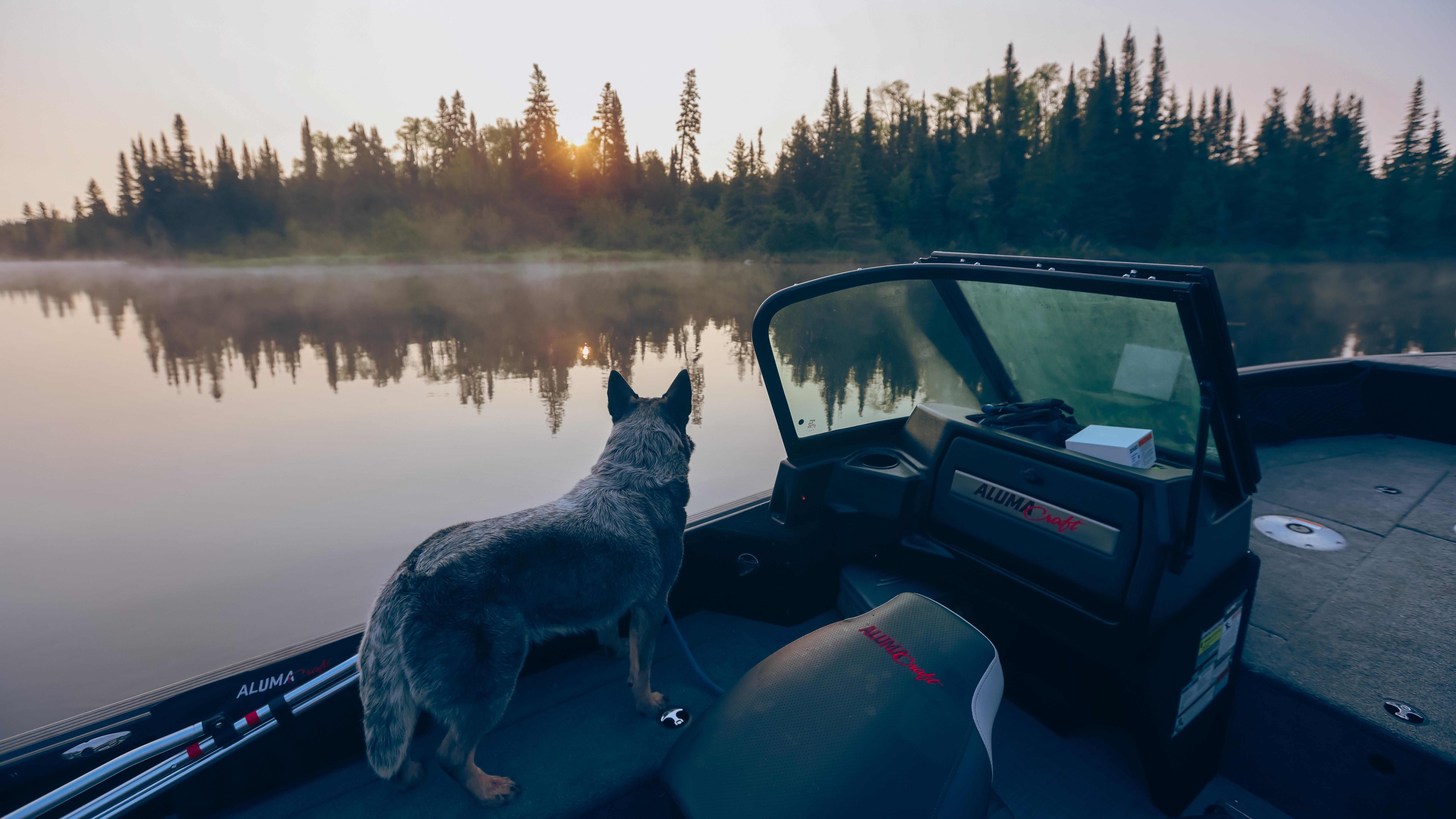 Chien regardant le coucher de soleil sur un bateau Alumacraft