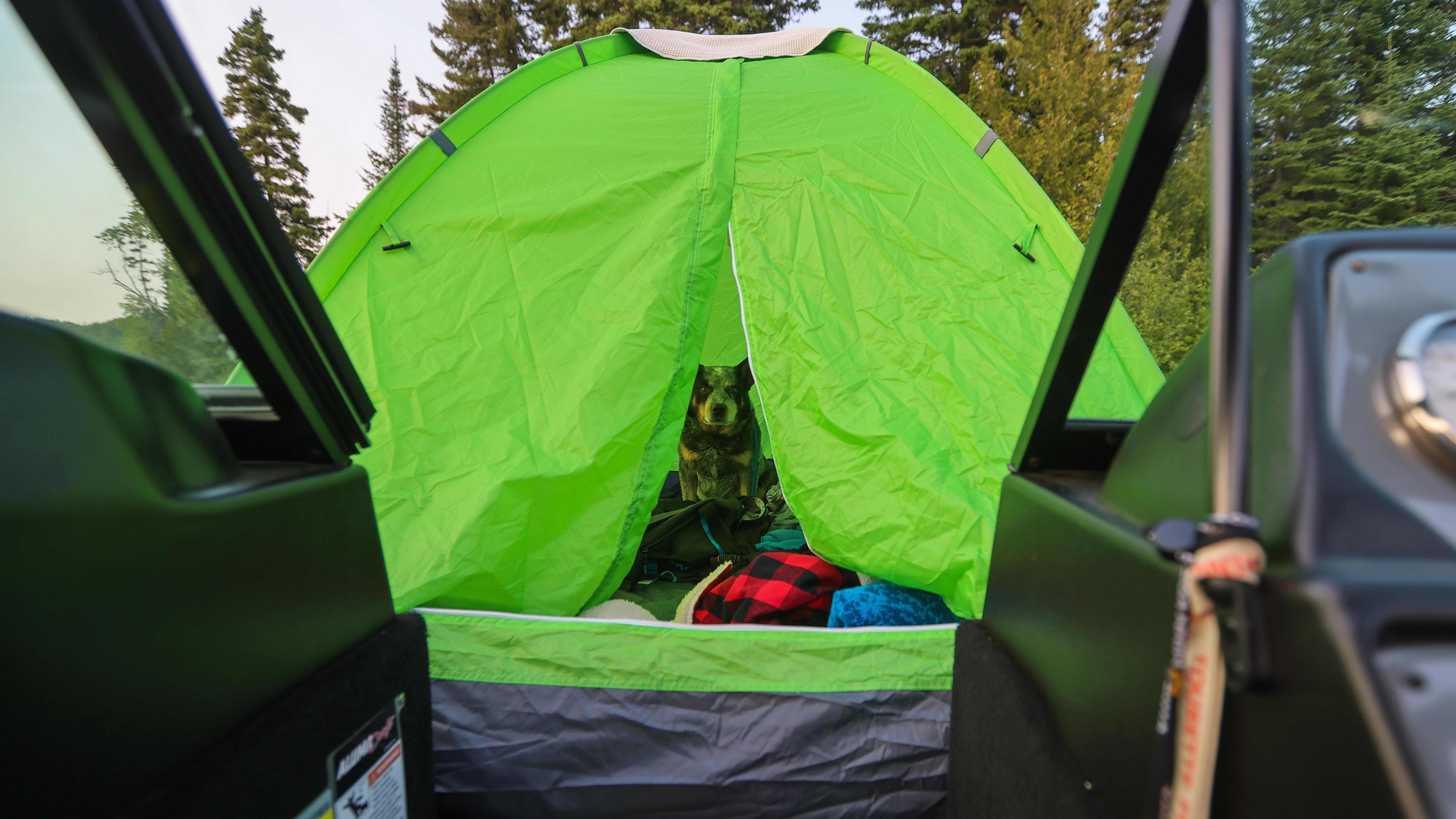 Rebekka Redd' dog relaxing inside the tent on the deck of the fishing boat