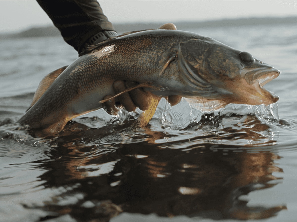 Close-up of a walleye being lifted out of the water by a hand