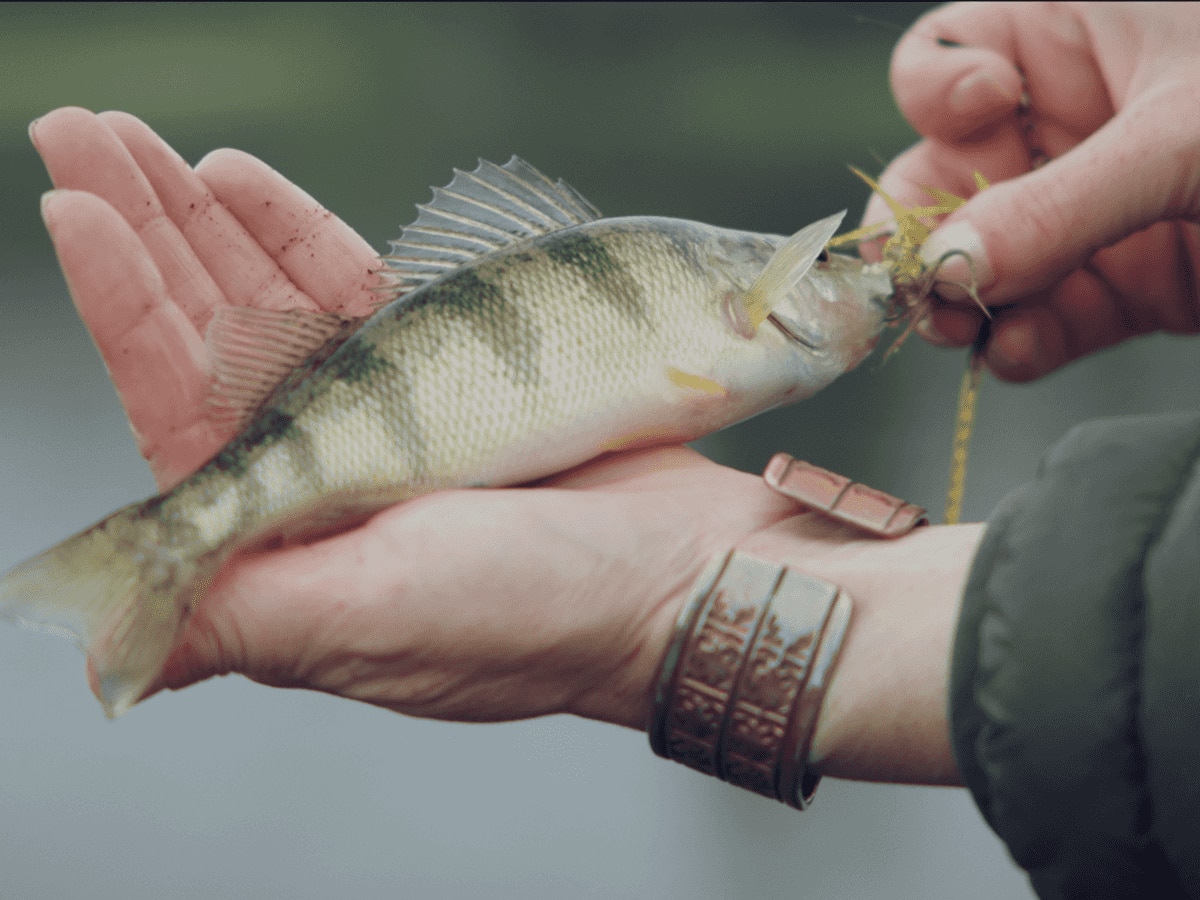 Close-up of a fish just caught by Rebekka Redd